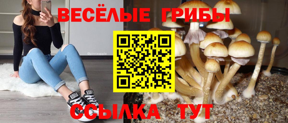 Галлюциногенные грибы Psilocybine cubensis Гурьевск
